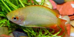 Honey_Gourami.jpg