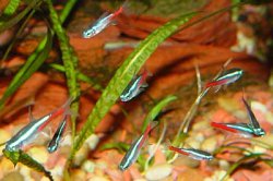 Neon_Tetras.jpg