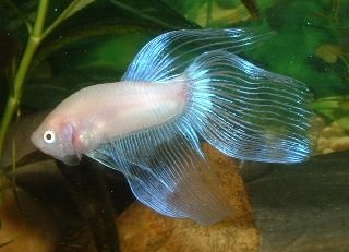 White_Betta4.JPG