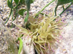 Anemoni.JPG