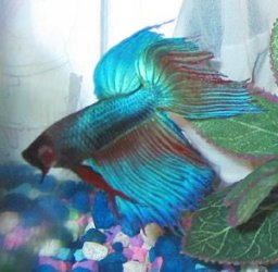 betta4.jpg