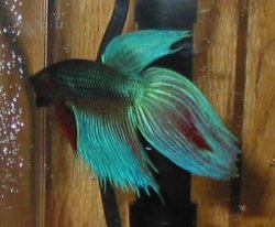 betta3.jpg