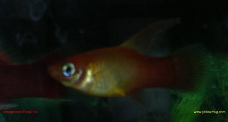 HighFinPlaty.jpg