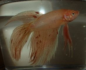 Orange_Betta2.JPG