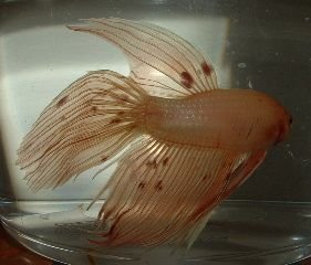 Orange_Betta3.JPG