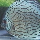 discus2_19.jpg