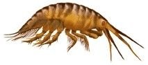 amphipod.jpeg