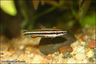 Nannostomus_marginatus.jpg