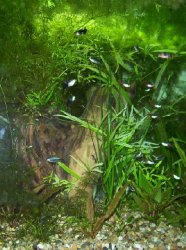 left_e_tennelus__hornwort__hygro__lotus__crypt__cabomba_cropped.jpg