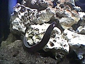 white_cheek_moray_2.jpg