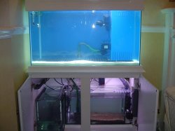 Fish_tank_photo_s_4.JPG