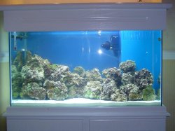 Fish_tank_photo_s_6.JPG