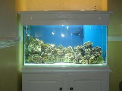 Fish_tank_photo_s_8.JPG