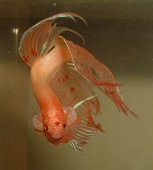 Betta2.JPG