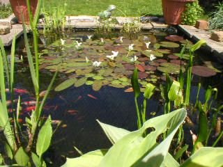 pond_view_4.JPG