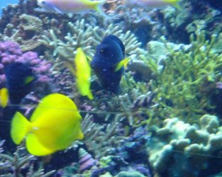 Saltwater_Fish_1.jpg