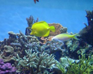 Saltwater_Fish_3.jpg