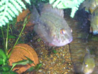 new_fish_22_05_030.jpg