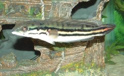 snakehead.jpg