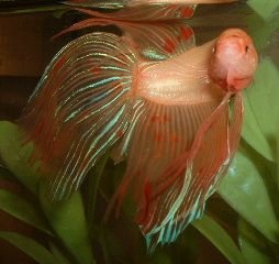 Orange_Betta.JPG