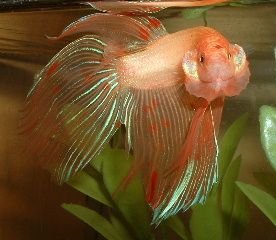 Betta2.JPG