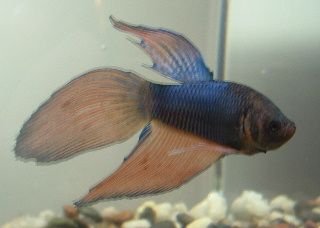 Betta3.JPG