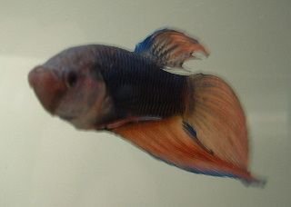 Betta4.JPG