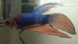 Betta5.JPG