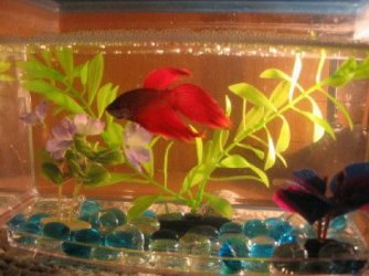 red_betta_1_1_1_1_1.JPG