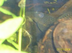 Bristlenose_Plec.JPG