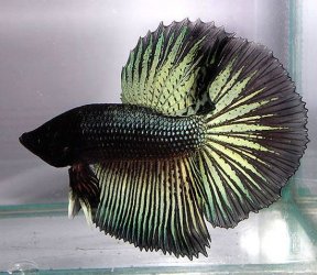 blackgreenbetta.jpg