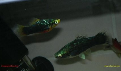 Black_Platy_and_blue_Swordie.jpg