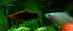 Tuxedo_Platy_White_Male.jpg