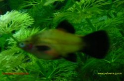 Gold_Wag_Platy.jpg