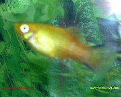 Twinbar_Sunset_Platy.jpg