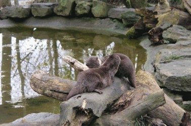 otters.jpg