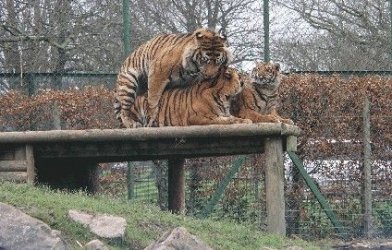 tigerscuddling.JPG