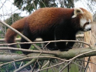 Red_Panda.JPG