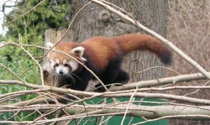 Red_Panda2.JPG