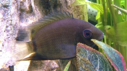 severum_1.jpg