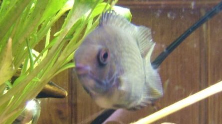 severum_2.jpg