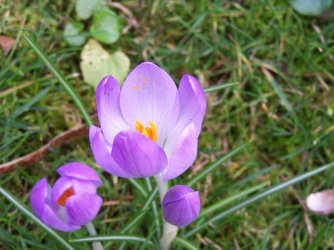 crocus_smaller.jpg