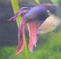 icky_betta.jpg