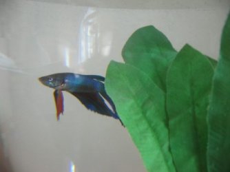 turquoise_betta_1_1_1.jpg