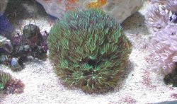 greenstarpolyps.jpg