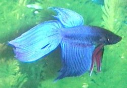 betta5.JPG