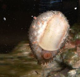 cowrie1.jpg