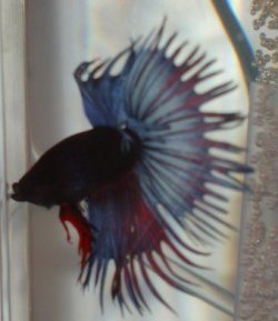 crowntail_004.JPG