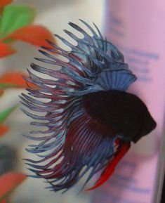 crowntail_002.JPG