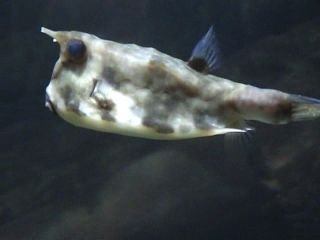 puffer2.jpg